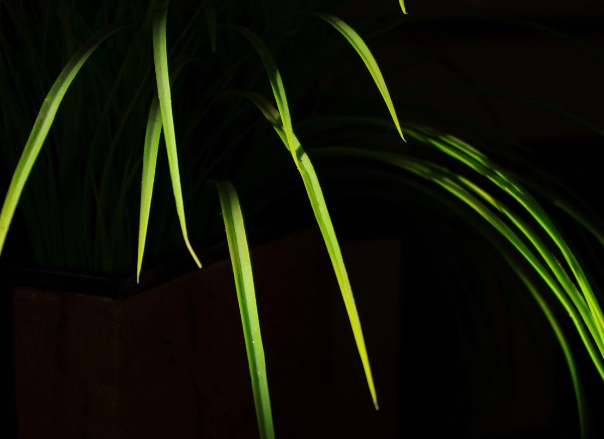 Võltsist taimed - miks need enam ei tööta