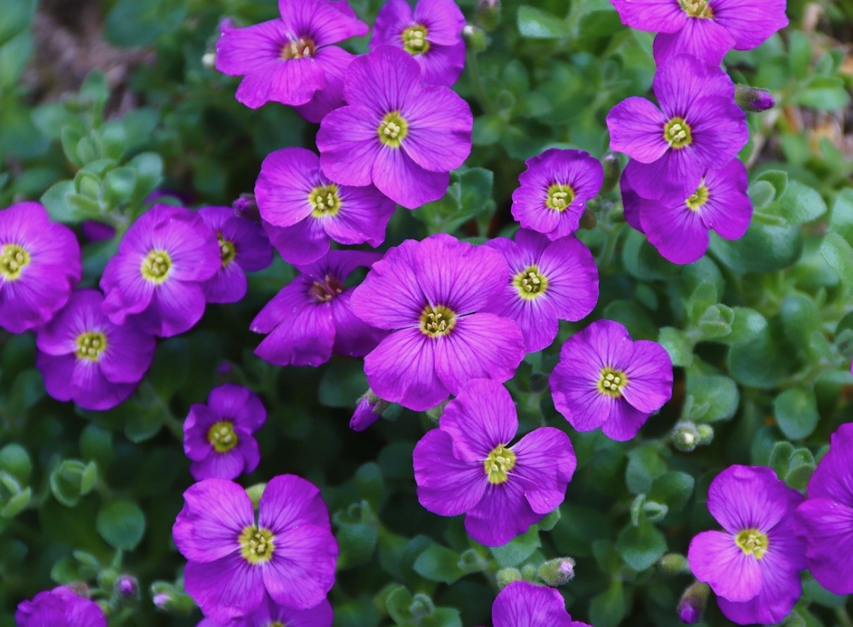 See väike taim võib su Eestimaa aias täitsa metsiku õitsemispilti teha - kas oled juba kuulnud aubrietast, mis vohab igal pool?