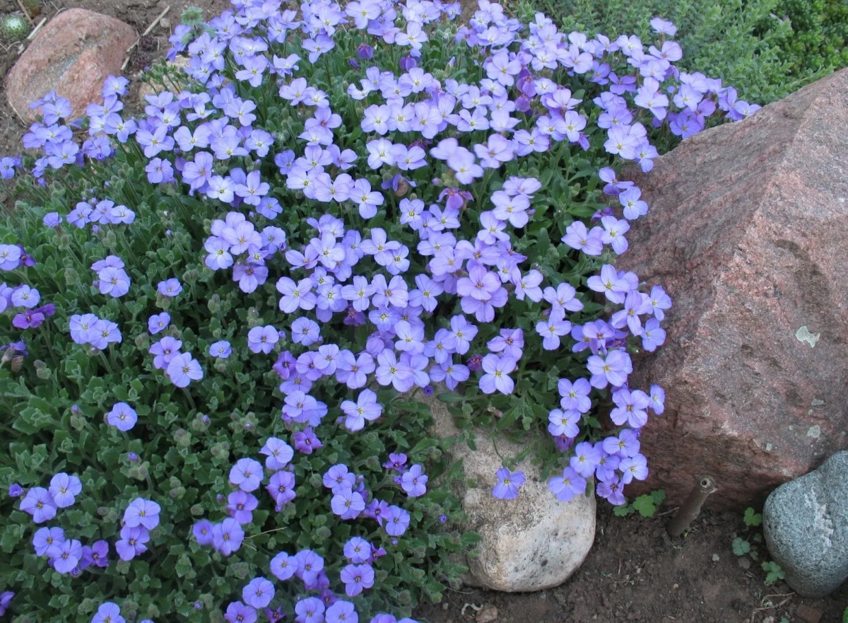 See väike taim võib su Eestimaa aias täitsa metsiku õitsemispilti teha - kas oled juba kuulnud aubrietast, mis vohab igal pool?