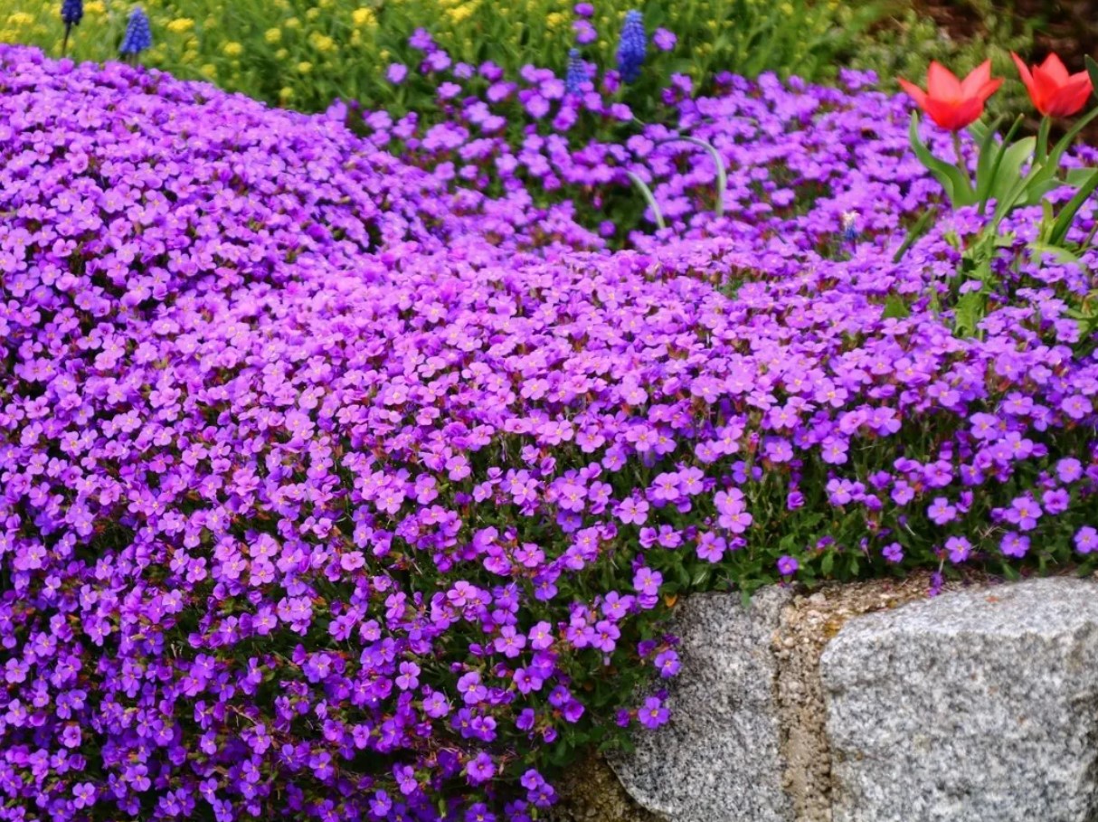 See väike taim võib su Eestimaa aias täitsa metsiku õitsemispilti teha - kas oled juba kuulnud aubrietast, mis vohab igal pool?
