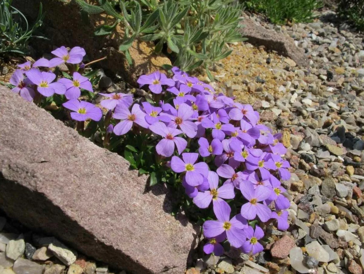 See väike taim võib su Eestimaa aias täitsa metsiku õitsemispilti teha - kas oled juba kuulnud aubrietast, mis vohab igal pool?