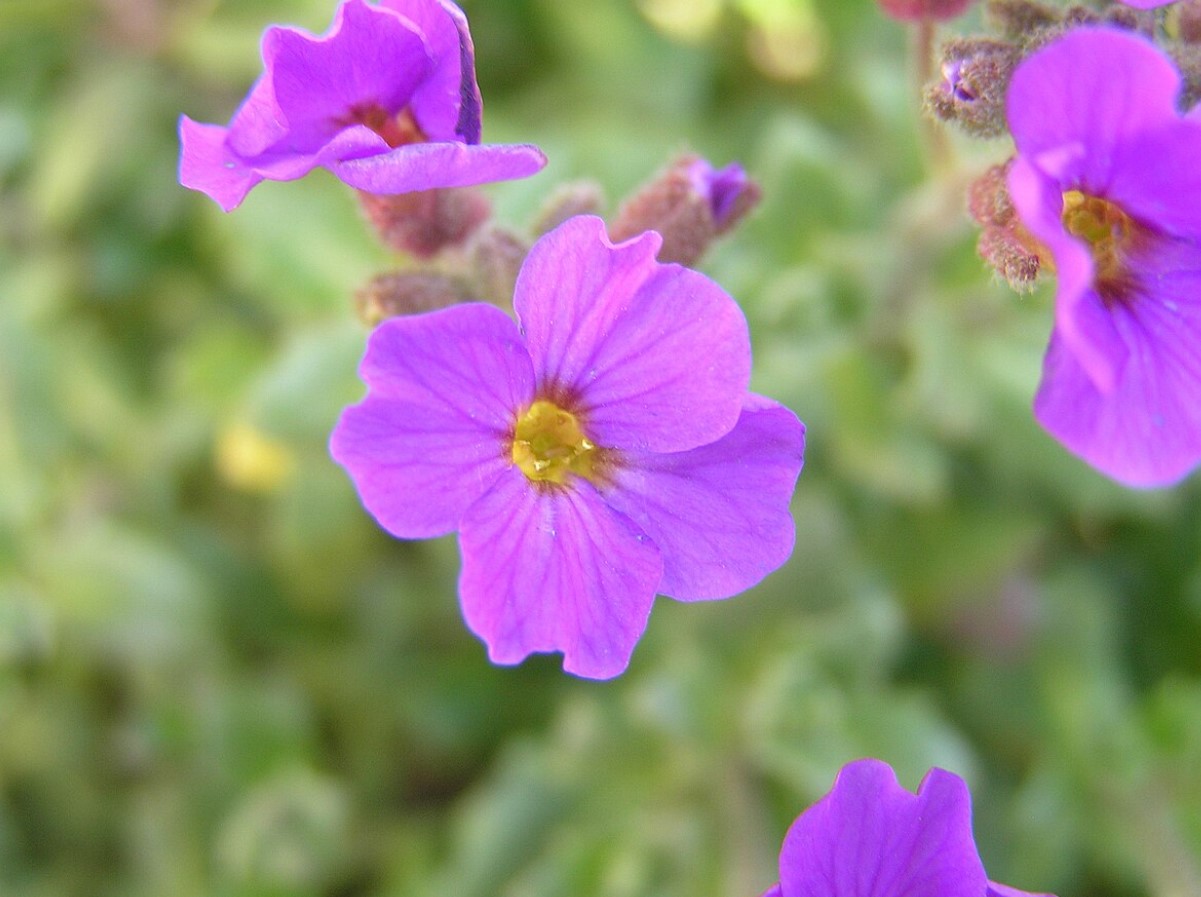 See väike taim võib su Eestimaa aias täitsa metsiku õitsemispilti teha - kas oled juba kuulnud aubrietast, mis vohab igal pool?