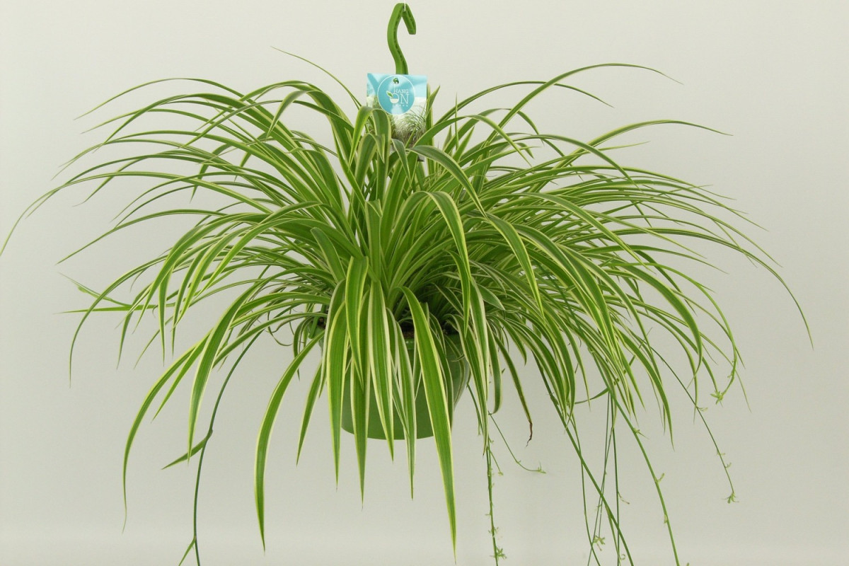 Chlorophytum comosum