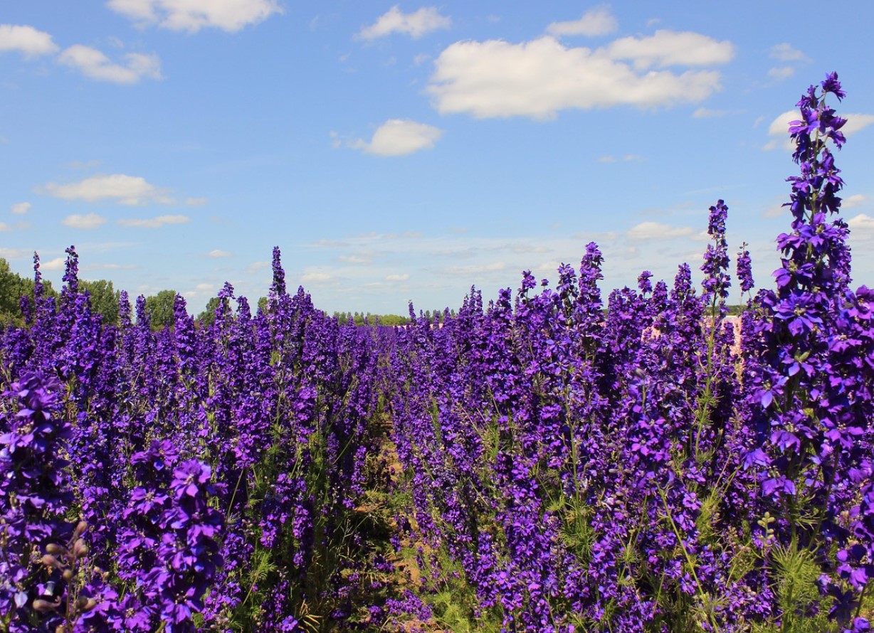 See 2026. aasta lilleks valitud taimekeha tähendus võtab su aia uuele tasemele: rõõm, edu ja kasv kõiges, mida teed