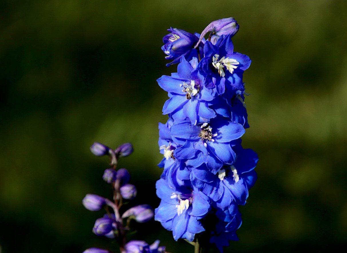 See 2026. aasta lilleks valitud taimekeha tähendus võtab su aia uuele tasemele: rõõm, edu ja kasv kõiges, mida teed