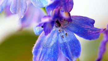 See 2026. aasta lilleks valitud taimekeha tähendus võtab su aia uuele tasemele: rõõm, edu ja kasv kõiges, mida teed