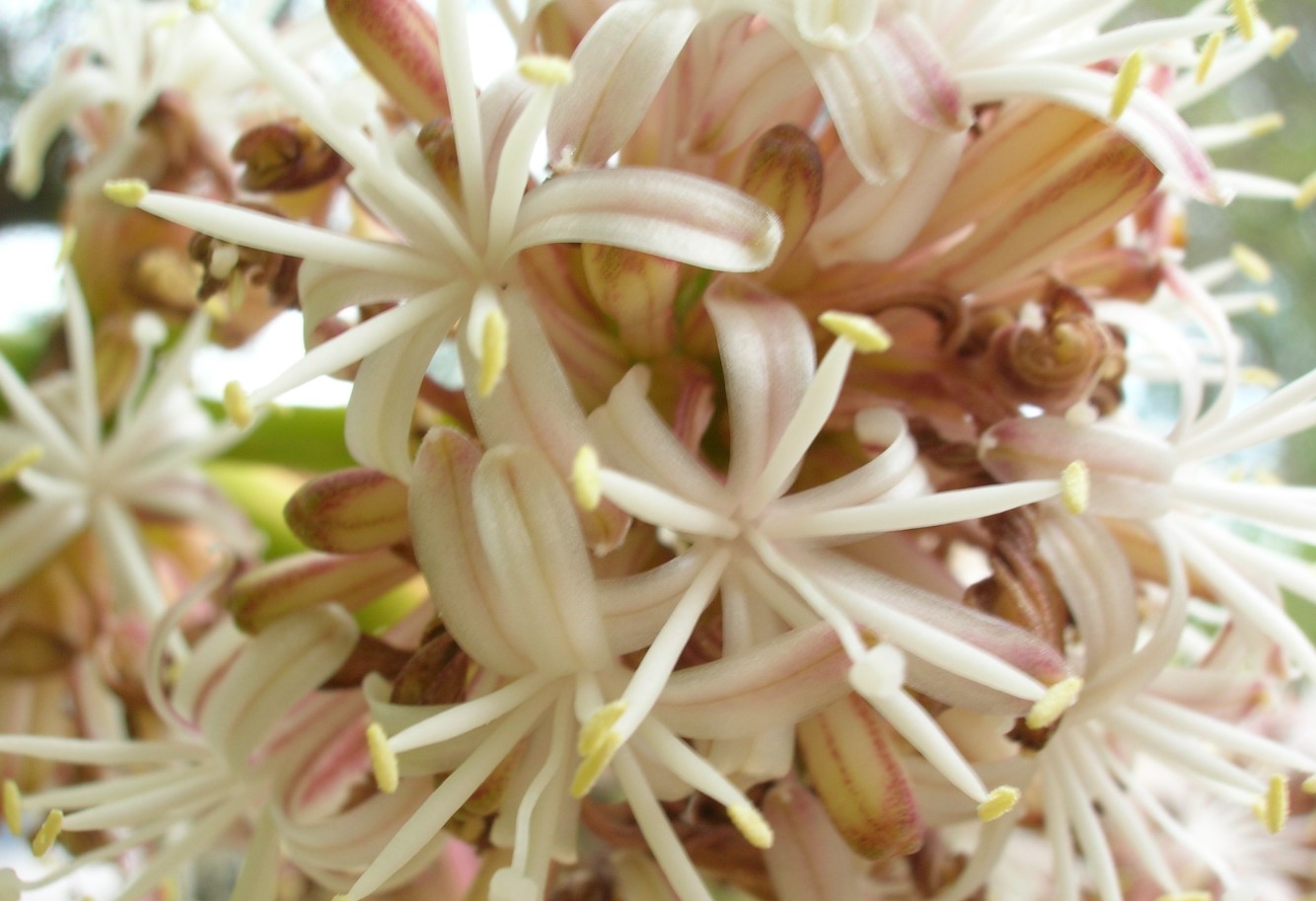 Dracaena fragrans
