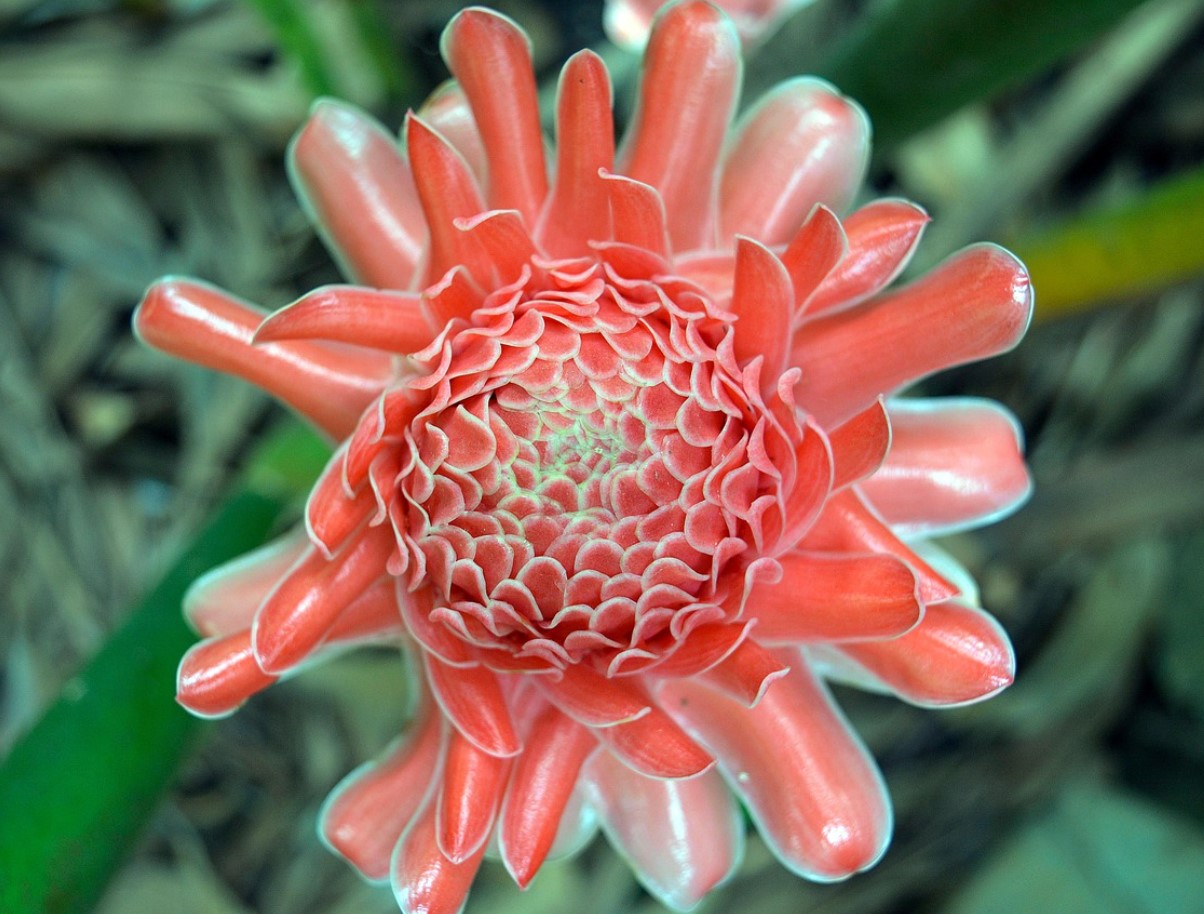 See pole imbir ega kurkum: see on salapärane Aasia vürts, mis reguleerib veresuhkrut, toetab tervist ja rikastab sinu kööki