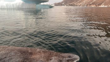 Teadlased on avastanud Gröönimaa haidel vananemise märke, mis ei mõjuta nende pikaealisust