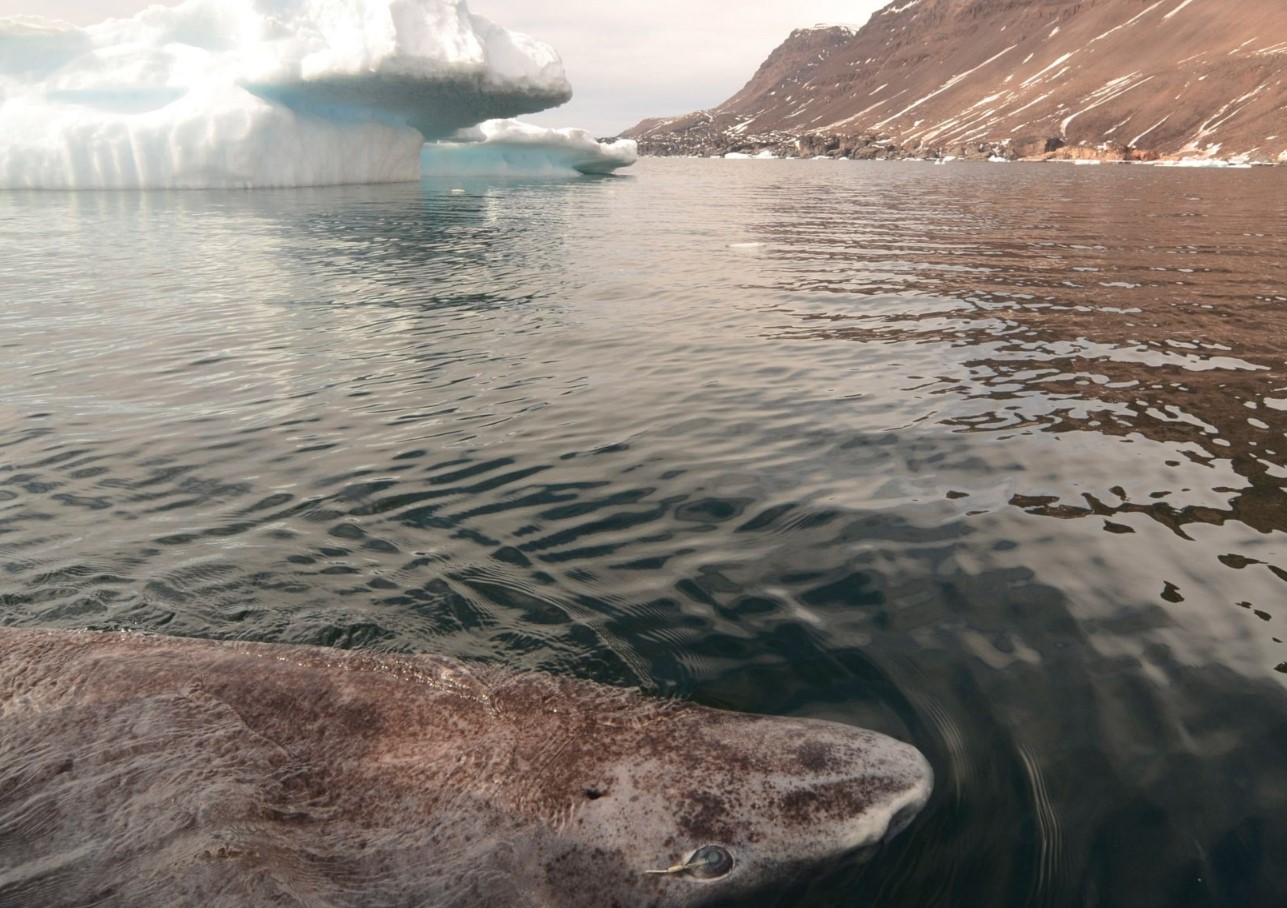 Teadlased on avastanud Gröönimaa haidel vananemise märke, mis ei mõjuta nende pikaealisust