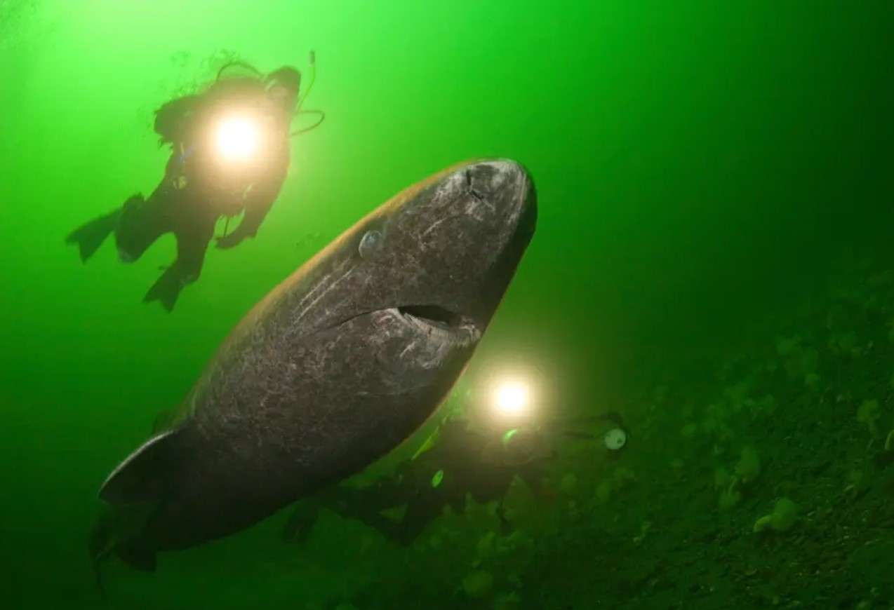 Teadlased on avastanud Gröönimaa haidel vananemise märke, mis ei mõjuta nende pikaealisust