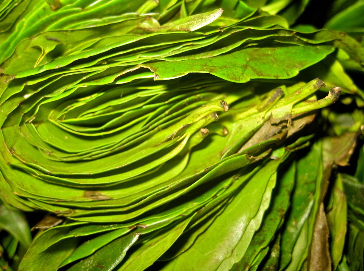 Vähem tuntud yerba mate õde. Annab energiat ilma järsu languseta ja rahustab samal ajal