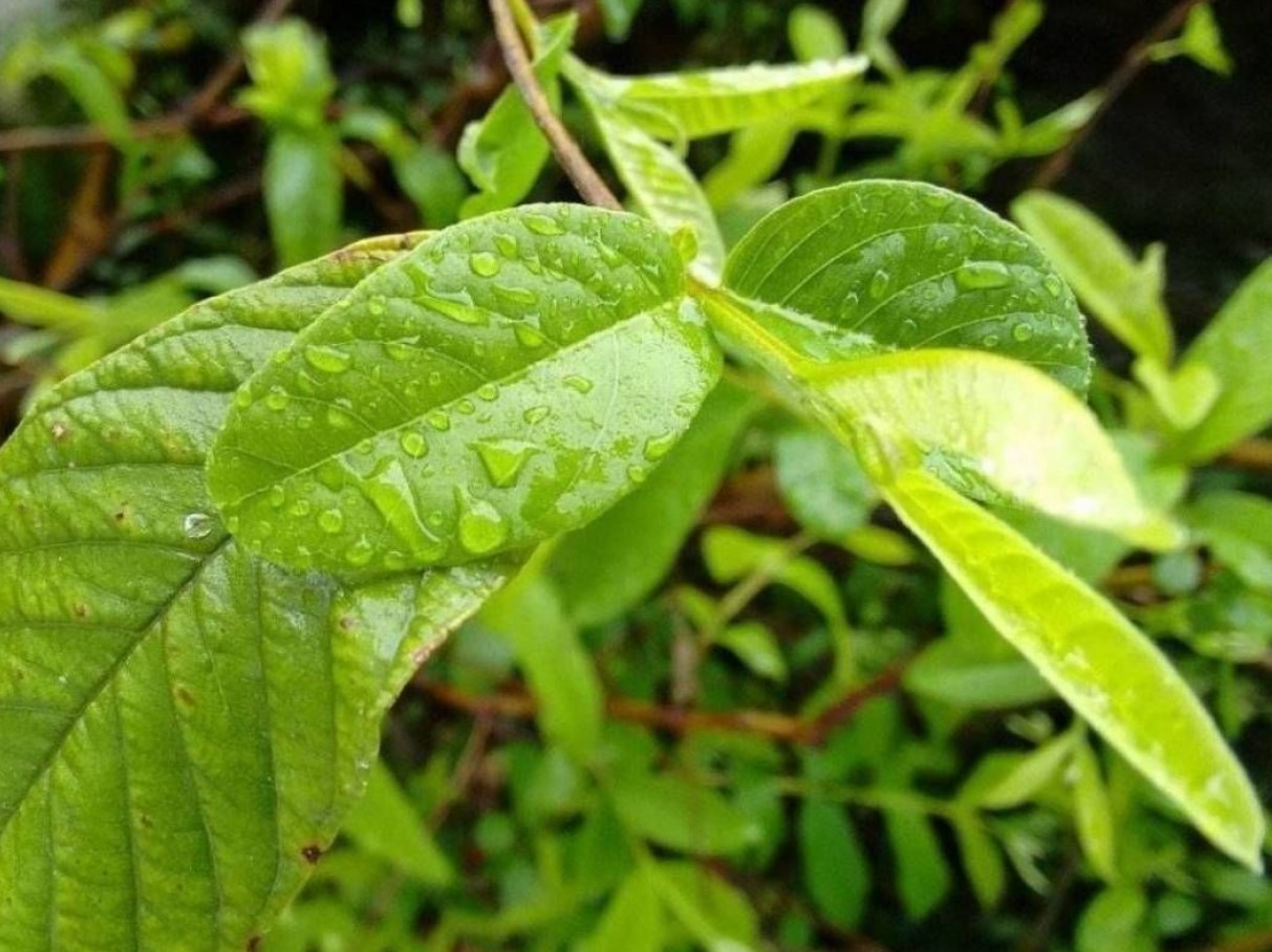 Vähem tuntud yerba mate õde. Annab energiat ilma järsu languseta ja rahustab samal ajal
