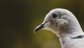 Linnugripp Lööb Taas Võimsalt - Uus H5N1‑leid Põhja‑Euroopa Sigade ja Kanafarmides Paneb Fjerkræbranshi Ärevile