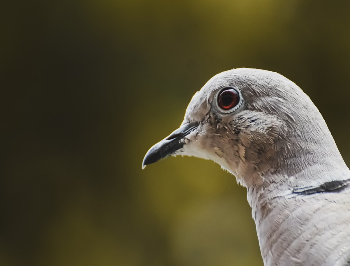 Linnugripp Lööb Taas Võimsalt - Uus H5N1‑leid Põhja‑Euroopa Sigade ja Kanafarmides Paneb Fjerkræbranshi Ärevile