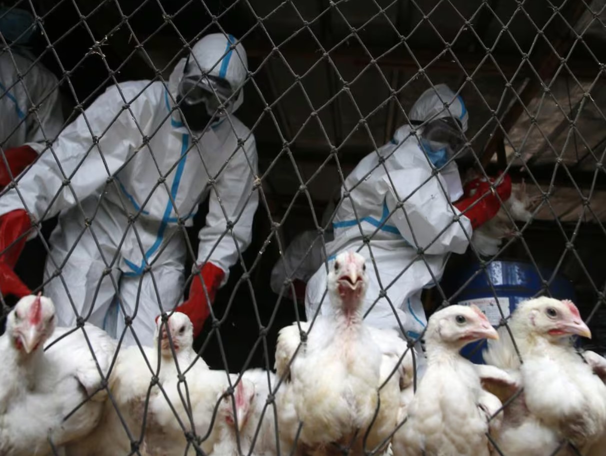 Linnugripp Lööb Taas Võimsalt - Uus H5N1‑leid Põhja‑Euroopa Sigade ja Kanafarmides Paneb Fjerkræbranshi Ärevile