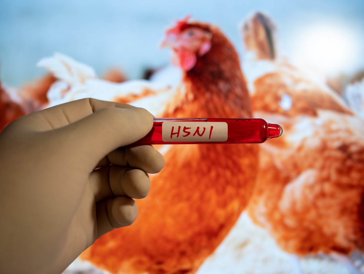 Linnugripp Lööb Taas Võimsalt - Uus H5N1‑leid Põhja‑Euroopa Sigade ja Kanafarmides Paneb Fjerkræbranshi Ärevile