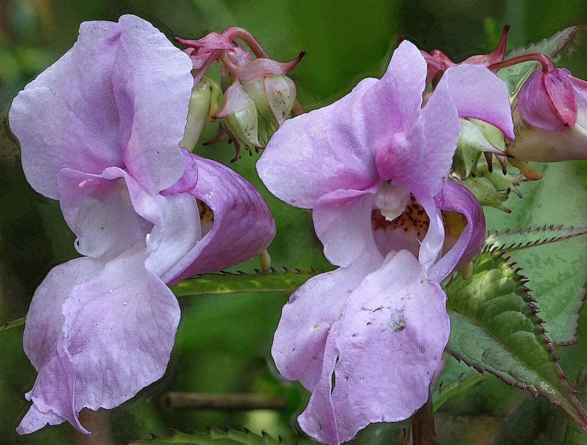 See Prantsuse aiataim, mida me kõik armastasime, on nüüd kogu Euroopas keelatud - ja see võib mõjutada ka sinu aeda