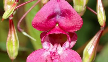 See Prantsuse aiataim, mida me kõik armastasime, on nüüd kogu Euroopas keelatud - ja see võib mõjutada ka sinu aeda