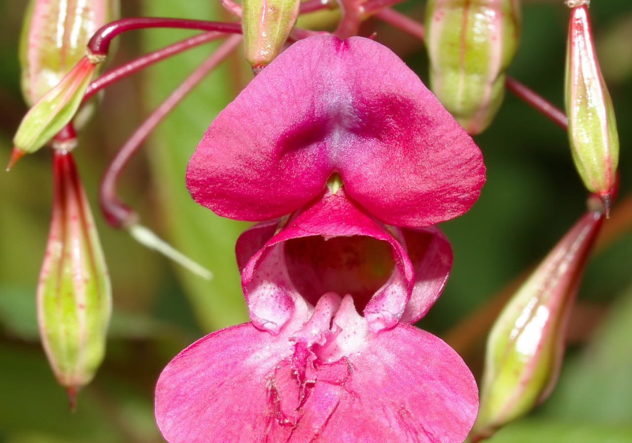 See Prantsuse aiataim, mida me kõik armastasime, on nüüd kogu Euroopas keelatud - ja see võib mõjutada ka sinu aeda