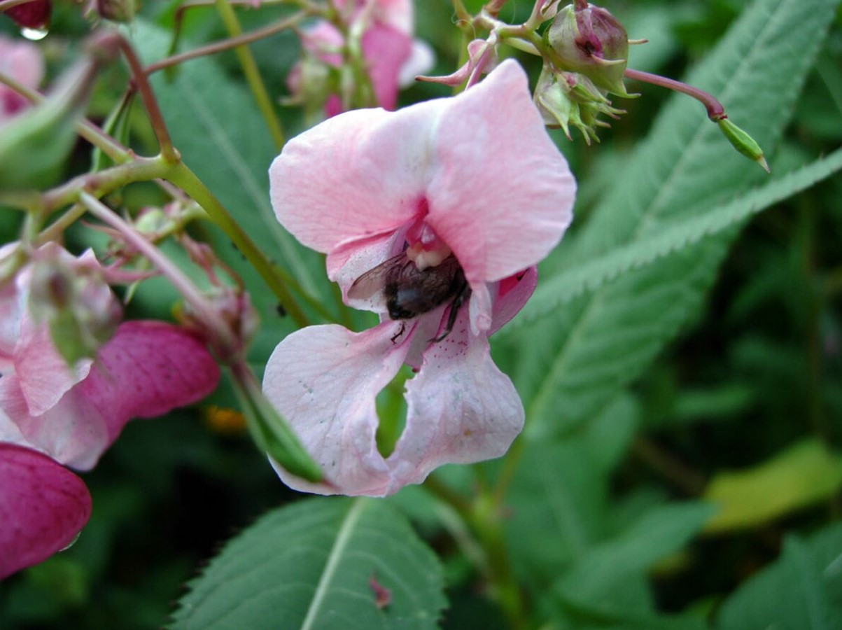 See Prantsuse aiataim, mida me kõik armastasime, on nüüd kogu Euroopas keelatud - ja see võib mõjutada ka sinu aeda