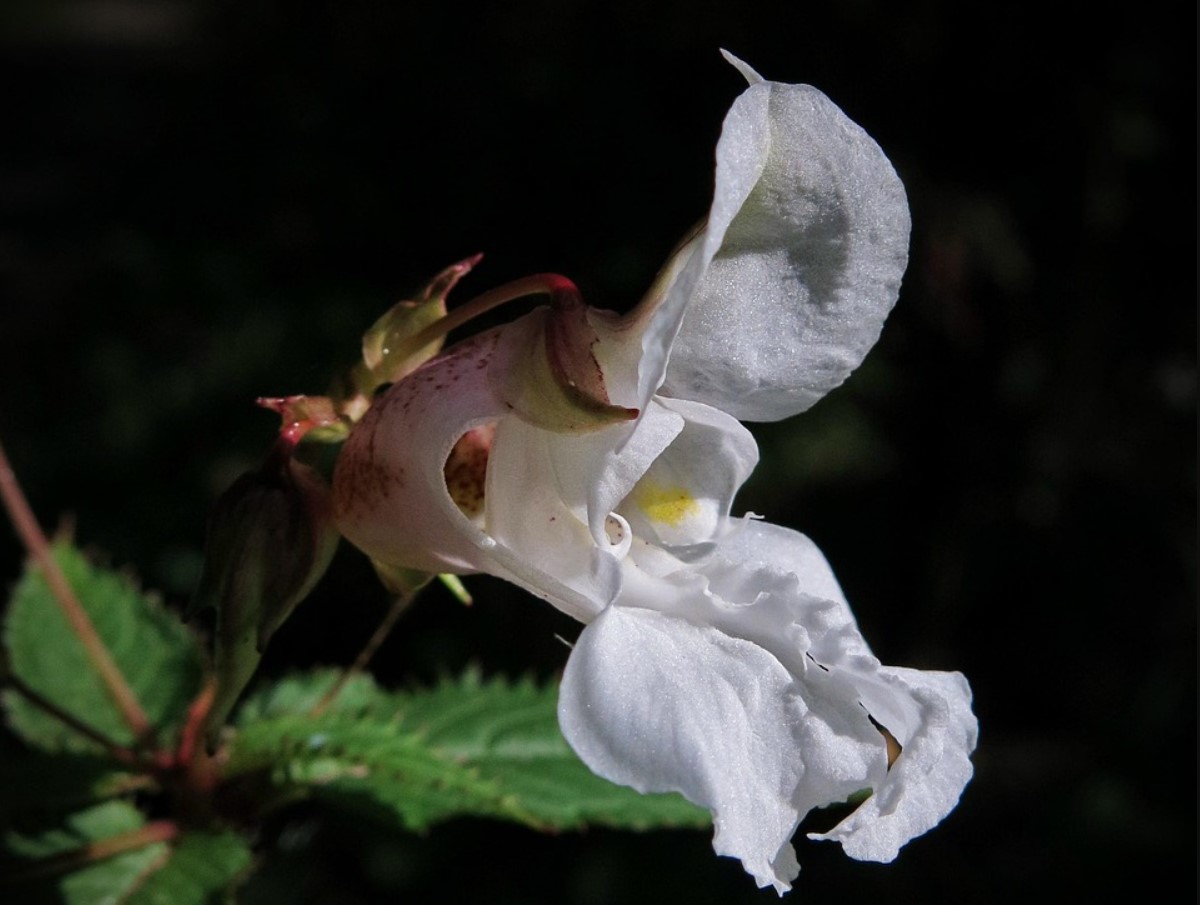 See Prantsuse aiataim, mida me kõik armastasime, on nüüd kogu Euroopas keelatud - ja see võib mõjutada ka sinu aeda