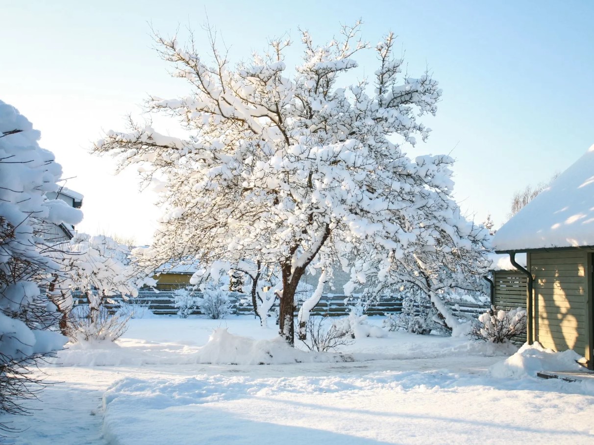 Lumi aias: millal on see taimedele kasulik ja millistelt põõsastelt tuleb see kohe maha pühkida