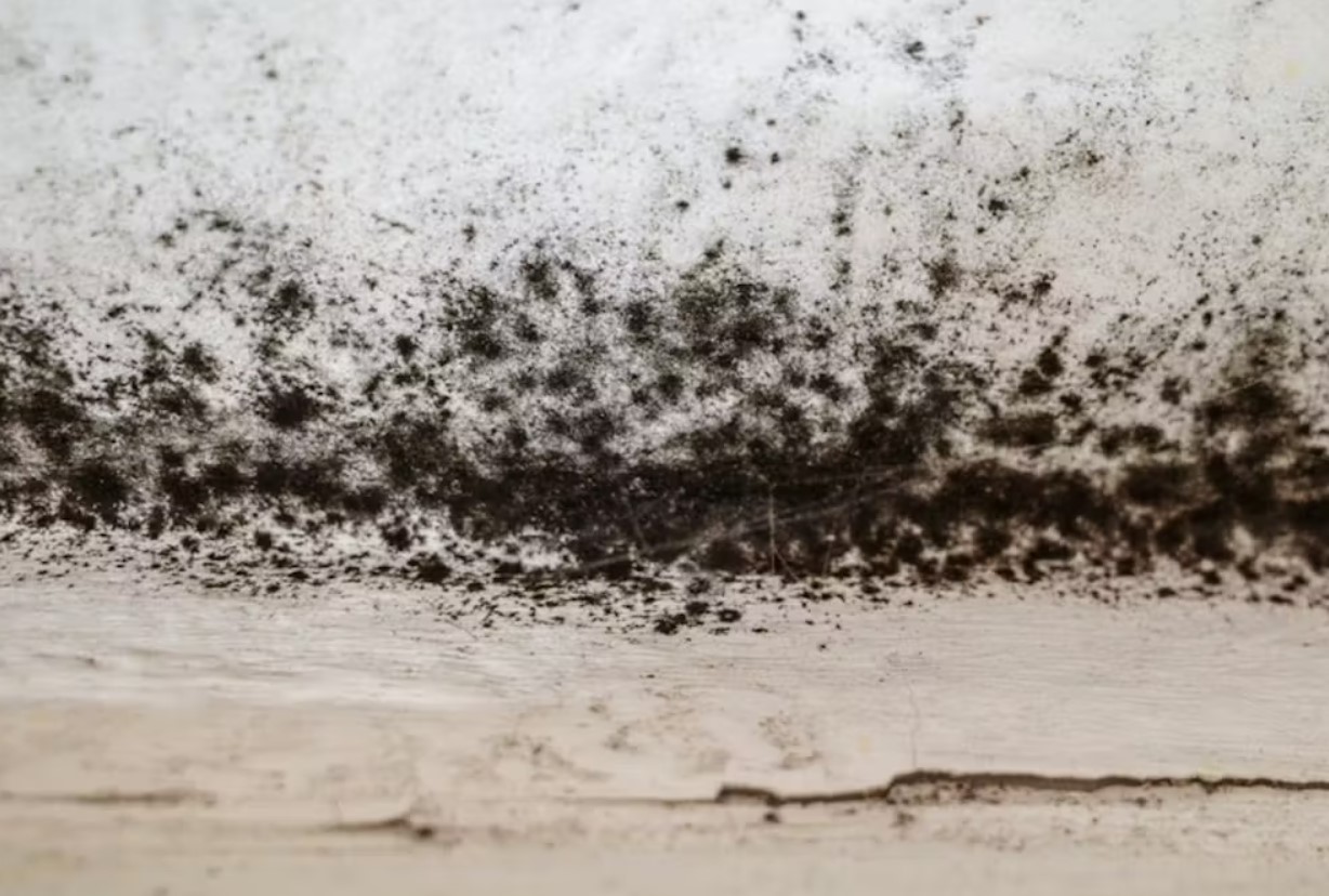 Must hallitus seintel? Iirimaa eluhäkk, mis töötab igas kodus