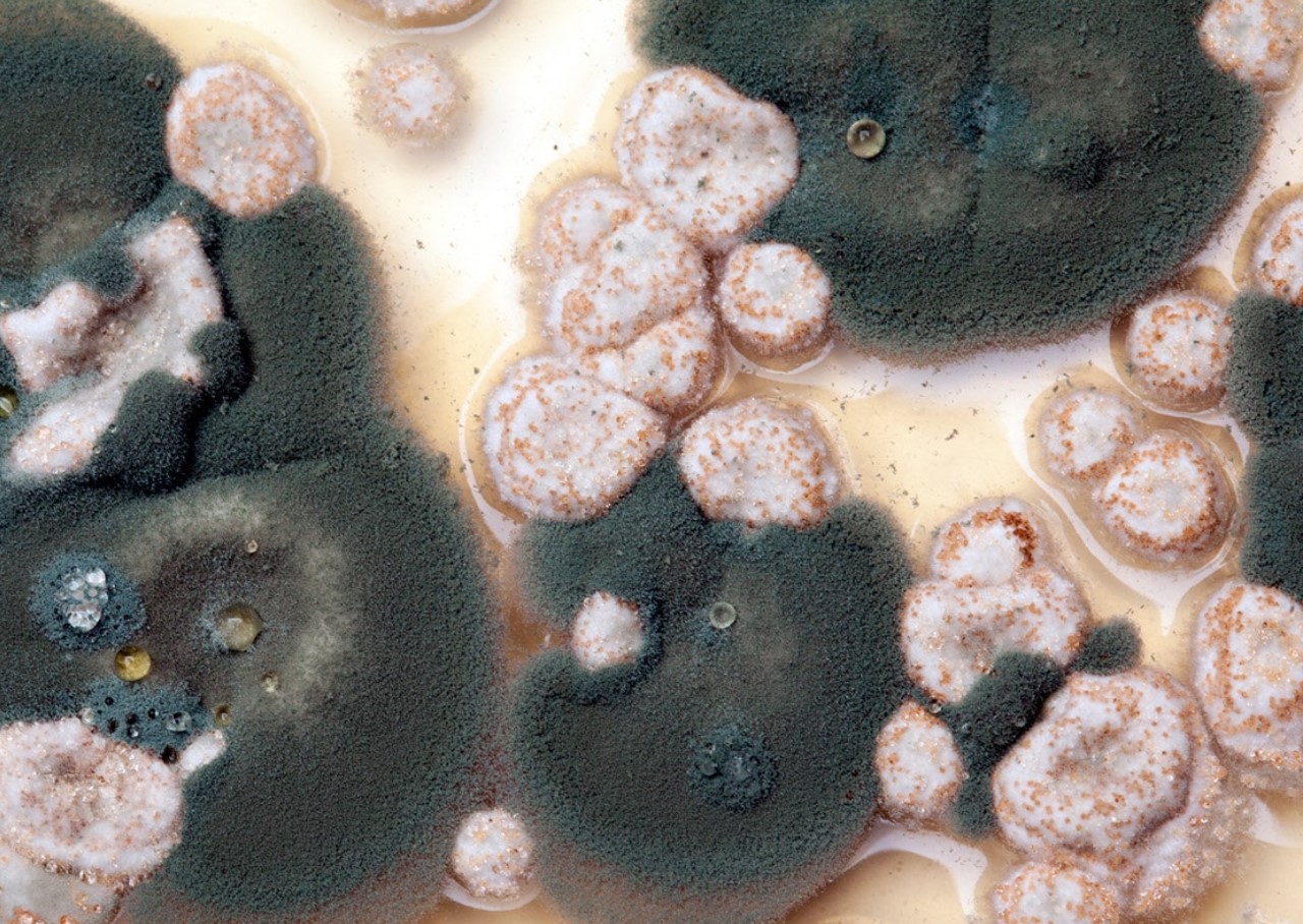 Must hallitus seintel? Iirimaa eluhäkk, mis töötab igas kodus