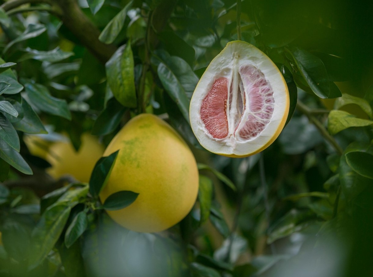 Seda on praegu sama palju kui mandariine, kuid me ostame seda harvem. See aitab kaalust alla võtta ja on hea diabeetikute jaoks.
