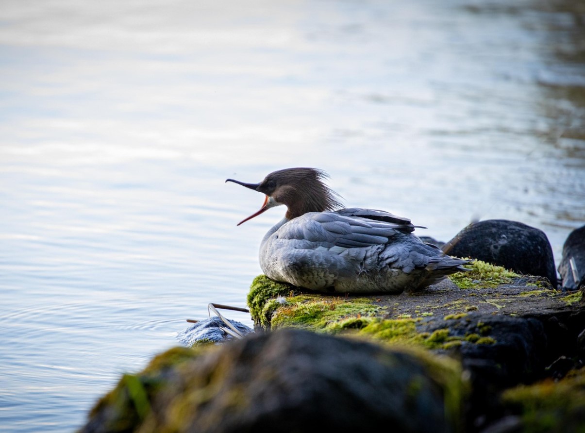 Saladused Saimaa ääres: miks see Euroopa suurte järvede kuningas uudistamist väärt on