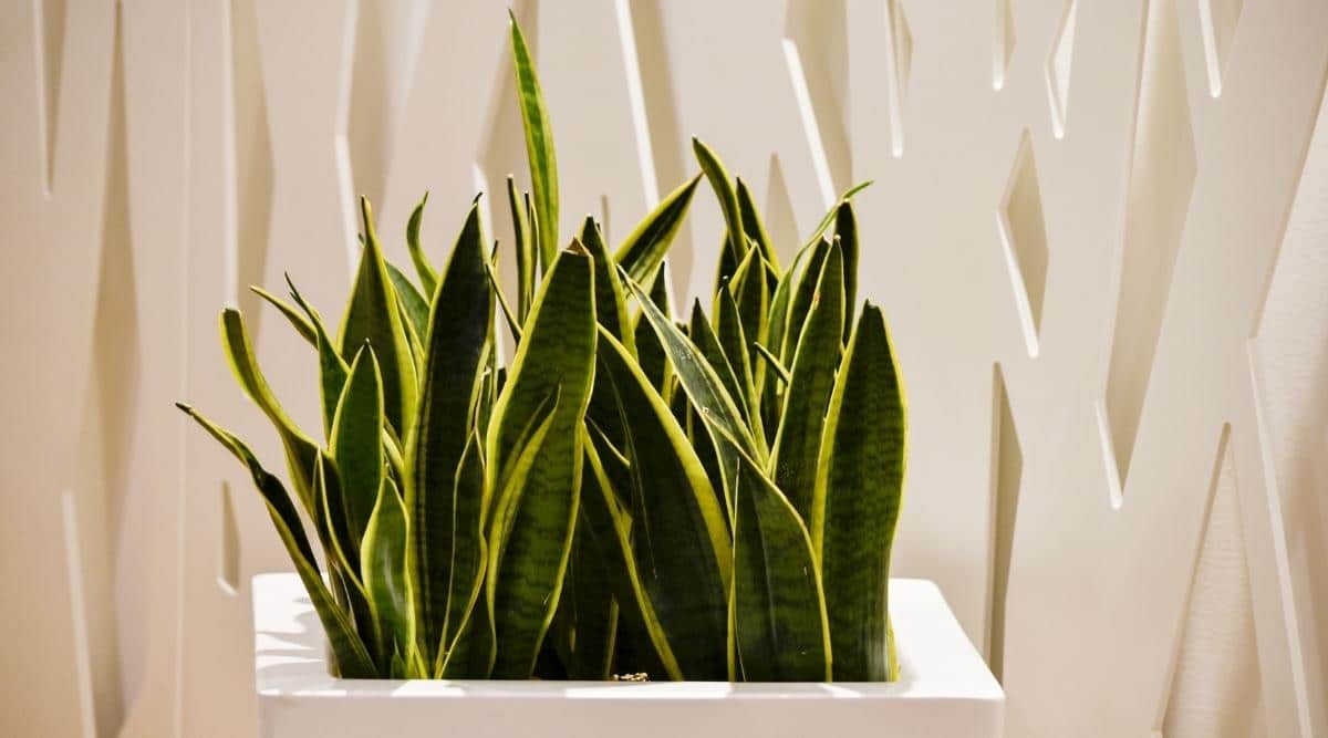 Sansevieria trifasciata