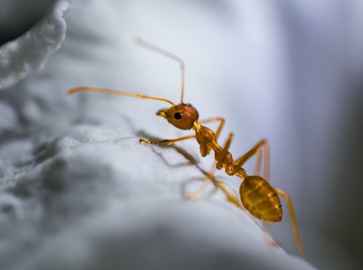 Unusta mürgised pihustid! See sidruninipp hoiab sipelgad sinu kodust tõesti kaugel
