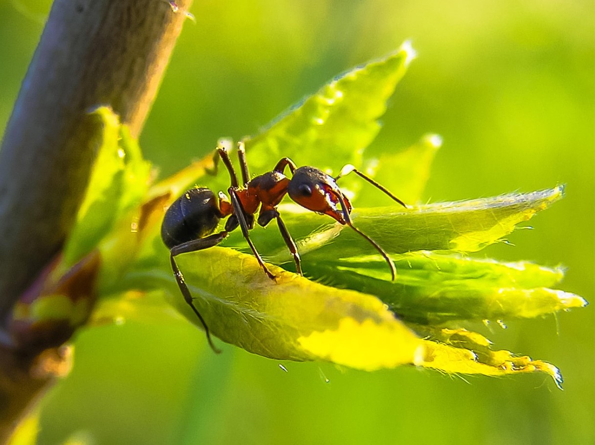 Unusta mürgised pihustid! See sidruninipp hoiab sipelgad sinu kodust tõesti kaugel