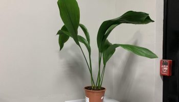 Aspidistra: taim, mis armastab varju ja talub kõike, mida kodu võib talle pakkuda