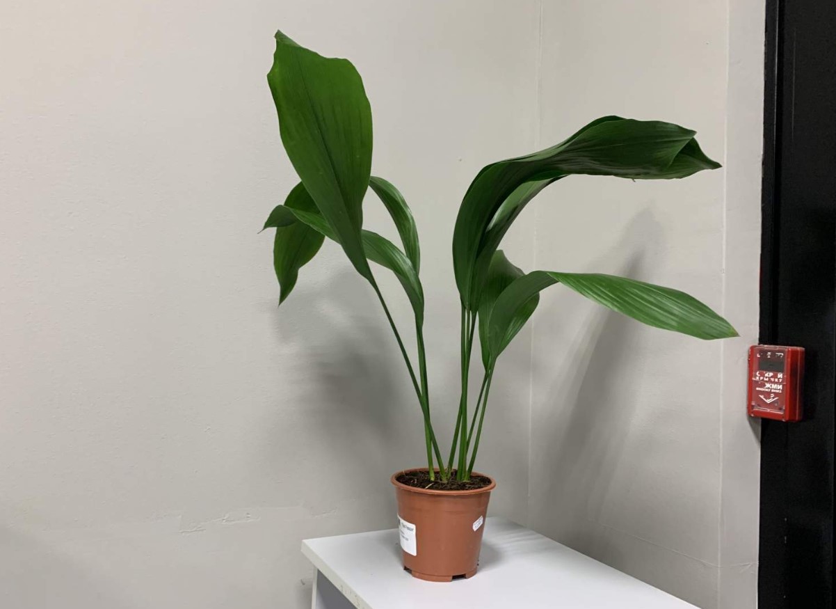 Aspidistra: taim, mis armastab varju ja talub kõike, mida kodu võib talle pakkuda