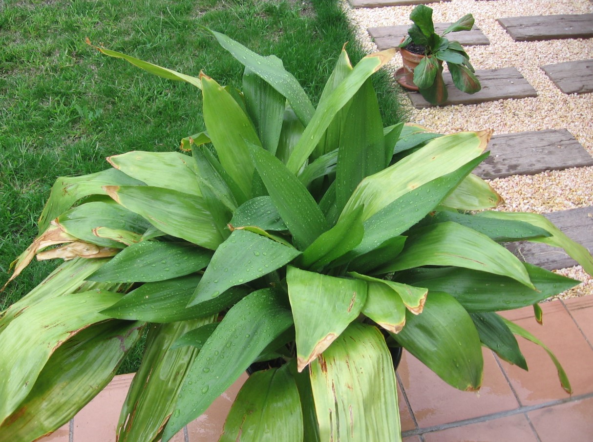 Aspidistra: taim, mis armastab varju ja talub kõike, mida kodu võib talle pakkuda