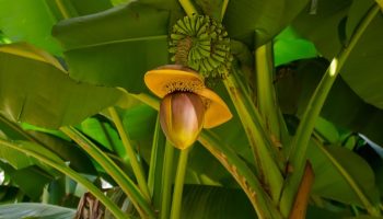 Esimesed Venemaa banaanid ilmuvad peagi müügile