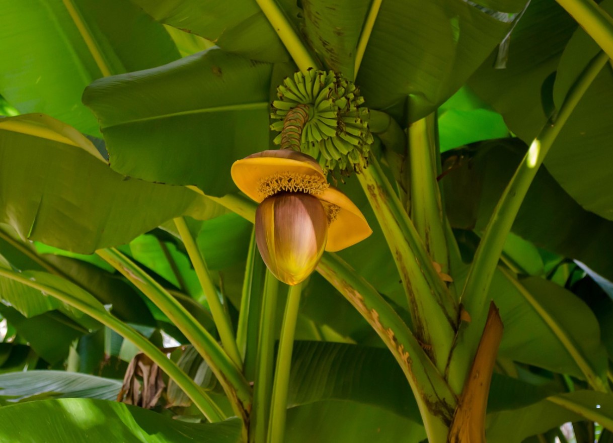 Esimesed Venemaa banaanid ilmuvad peagi müügile