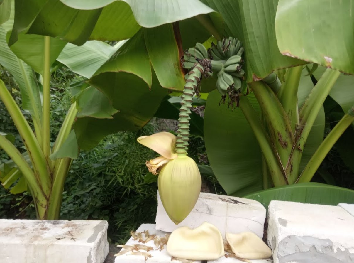 Esimesed Venemaa banaanid ilmuvad peagi müügile