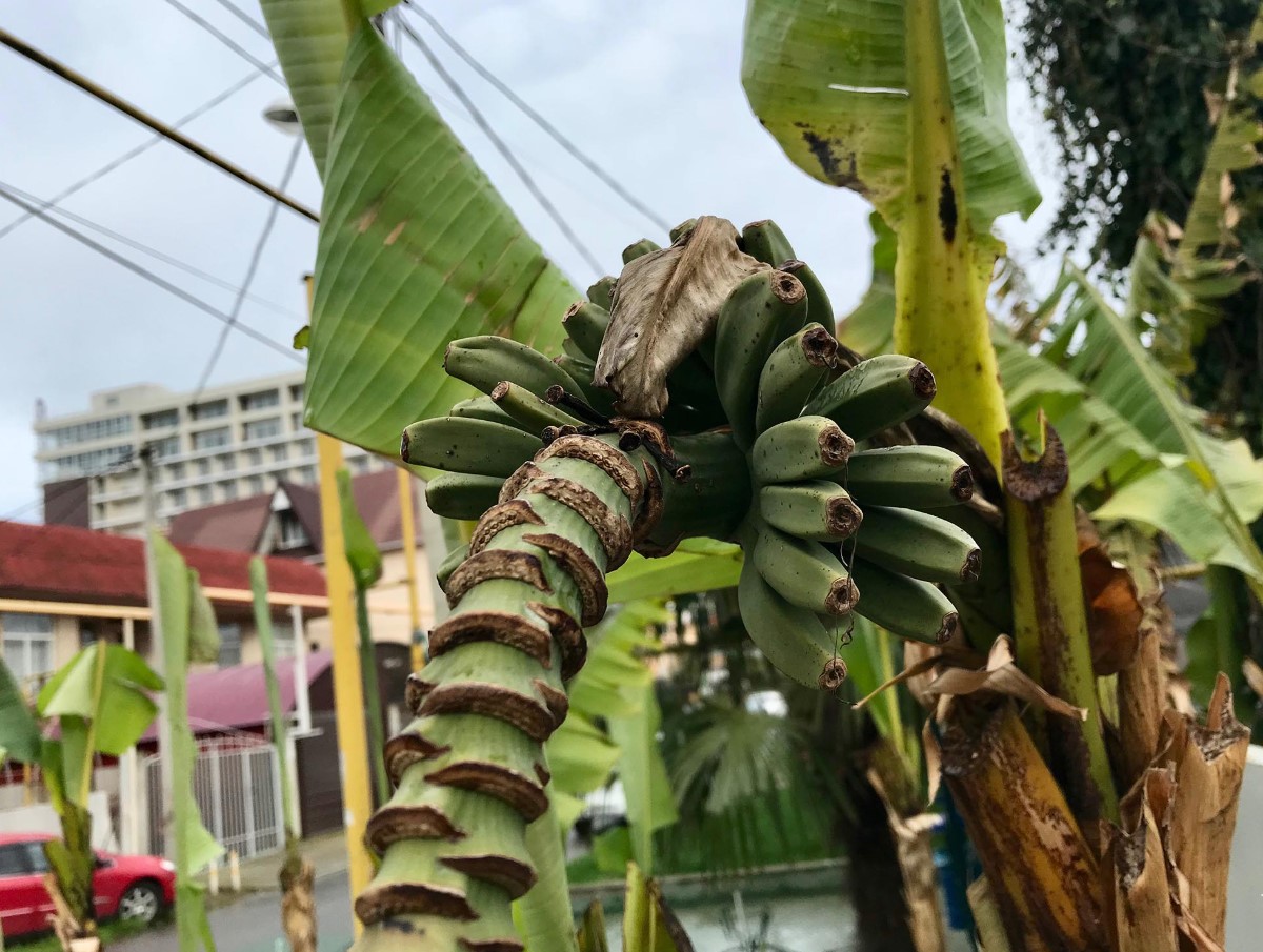 Esimesed Venemaa banaanid ilmuvad peagi müügile