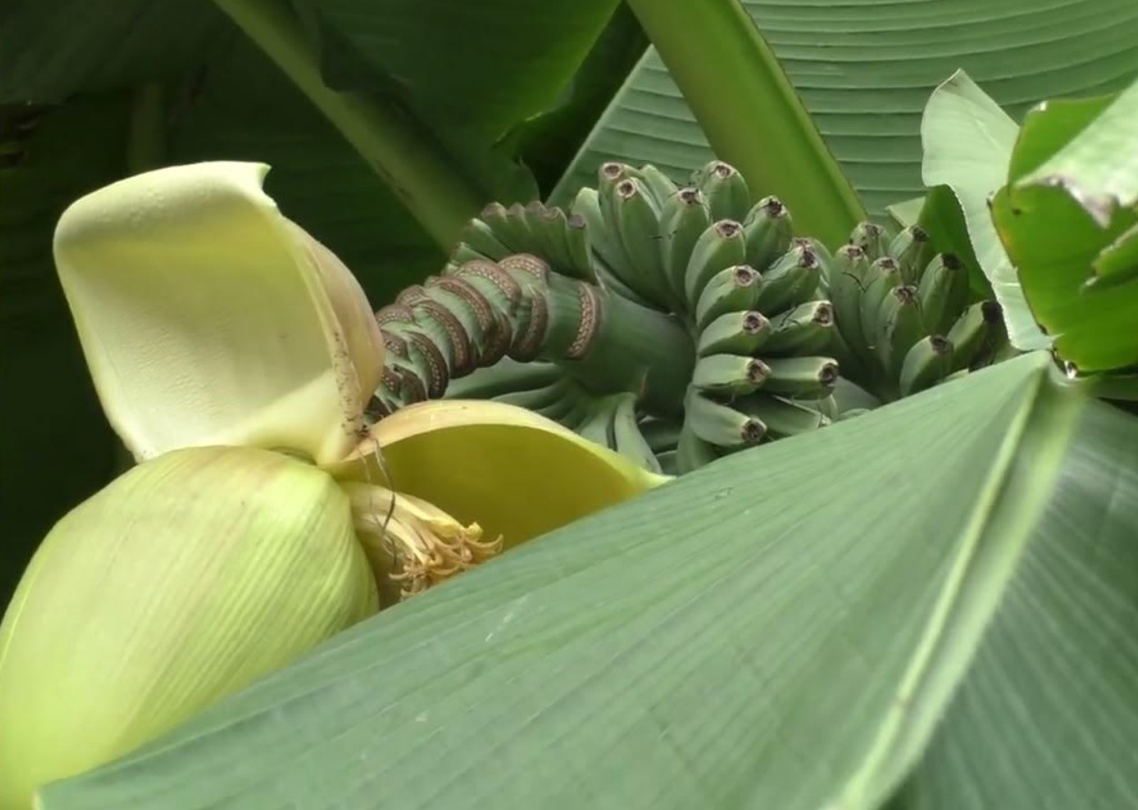 Esimesed Venemaa banaanid ilmuvad peagi müügile