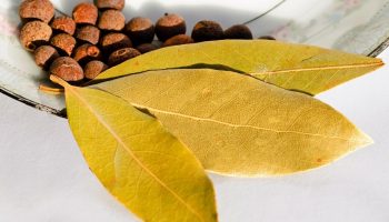 Üks loorberileht külmkappi ja probleem on lahendatud: vanaema trikk, mis töötab alati