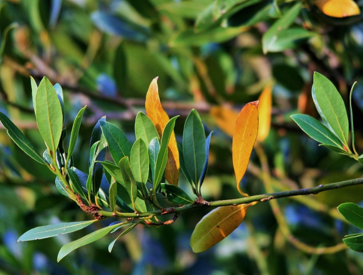 Üks loorberileht külmkappi ja probleem on lahendatud: vanaema trikk, mis töötab alati