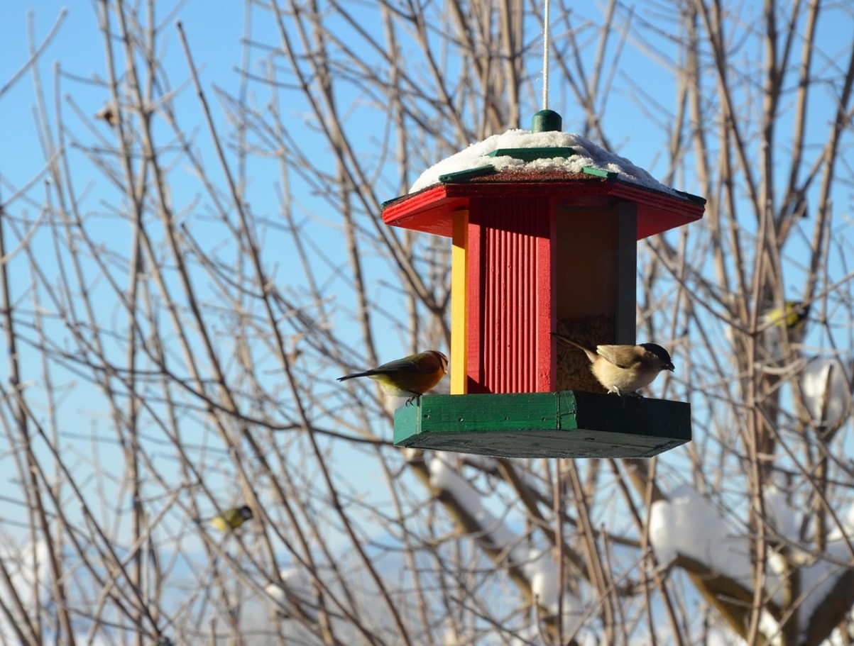 Talv on loomadele ja lindudele raske: kuidas linnas neid aidata?