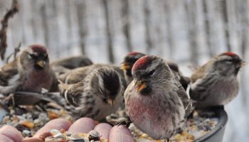 Talv on loomadele ja lindudele raske: kuidas linnas neid aidata?