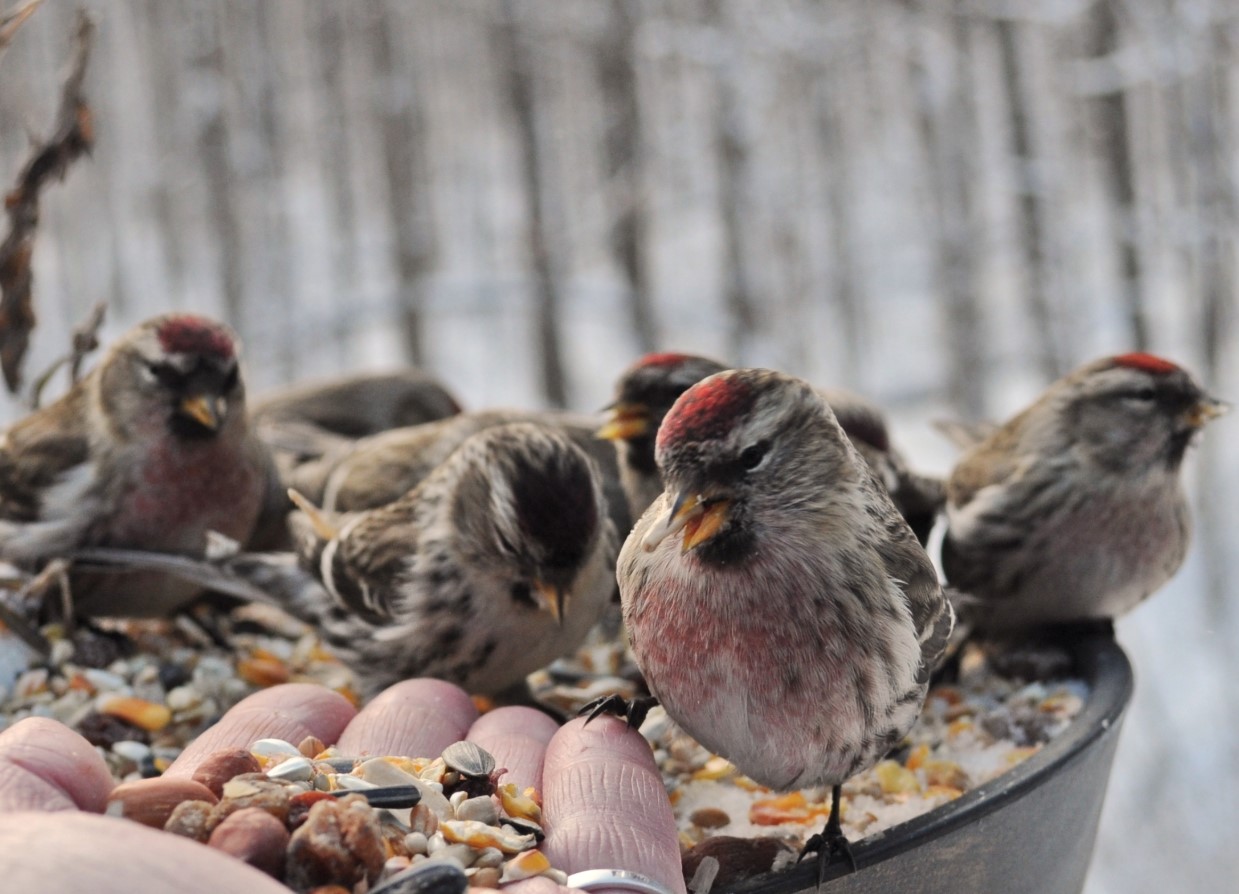 Talv on loomadele ja lindudele raske: kuidas linnas neid aidata?