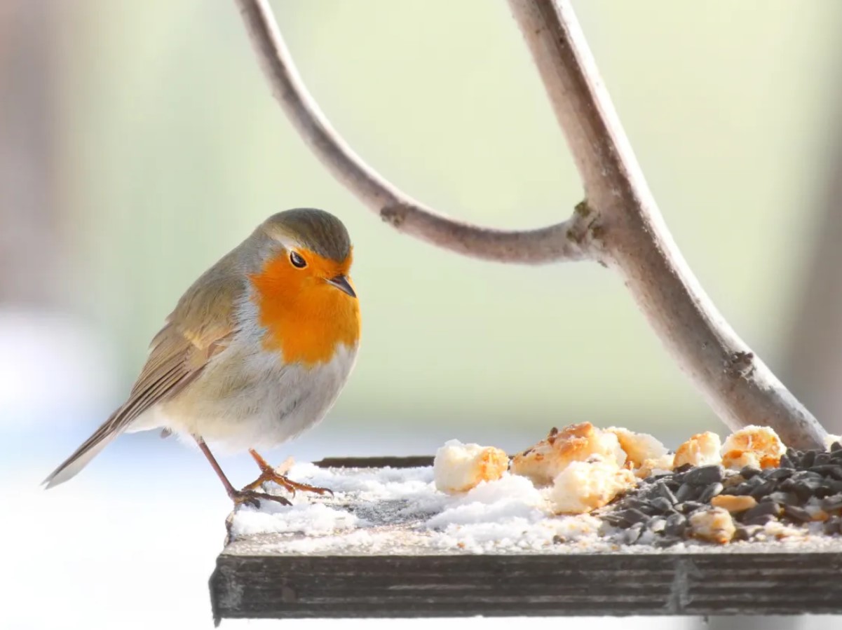 Talv on loomadele ja lindudele raske: kuidas linnas neid aidata?