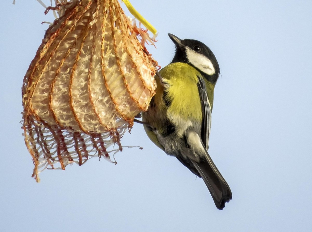 Talv on loomadele ja lindudele raske: kuidas linnas neid aidata?