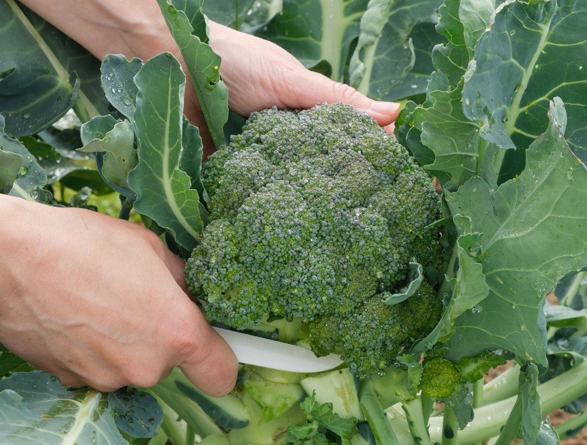 Uskumatu saladus: kuidas valmistada brokkolit nii, et selle väärtuslikud antioksüdandid ja vitamiinid ei kaoks taldrikule!